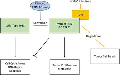 Targeting Stress-Response Pathways and Therapeutic Resistance in Head and Neck Cancer